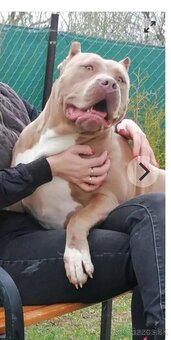 American Bully Xl - 10