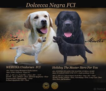 Labrador retriever,   czarny piesek ZKwP/ FCI - 10