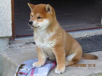 Dwoje szczeniąt Shiba Inu ur.07.08.2026r. - 10