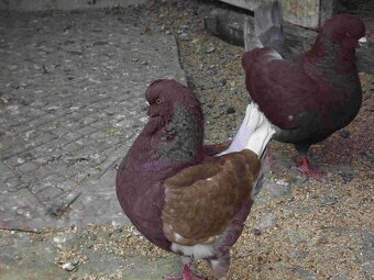 sprzedam gołębie - 10