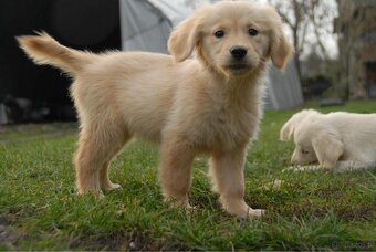Golden Retriever - 10