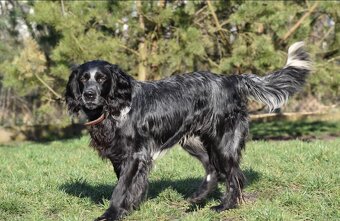 Niebieski spaniel pikardyjski FCI (wyżeł,płochacz) - 10
