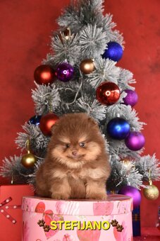 Pomeranian Boo – Szczenięta w kolorze CHOCOLATE & TAN | NOWO - 10