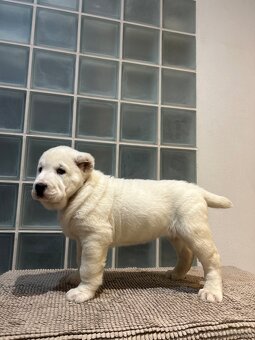 Owczarek środkowoazjatycki alabai - 10