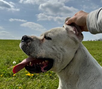Dog Argentyński z PP, szczenięta dogo argentino REZERWACJE - 10