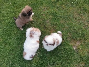 Pekińczyk Pekińczyki Nie Shih Tzu - 10