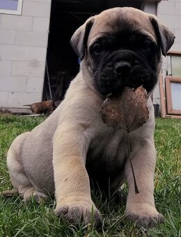 Bullmastiff - 10
