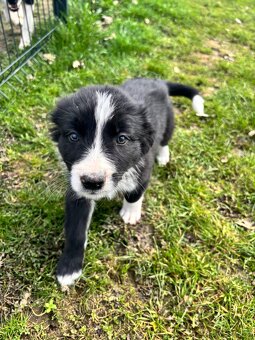 Puppies border collie - 10
