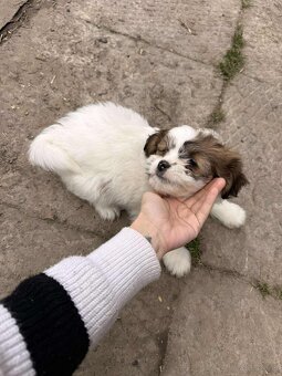 Szczeniaki shih tzu - 10