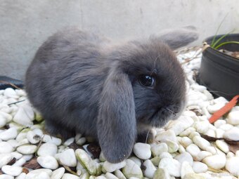 Niebieskie baranki mini lop - 10