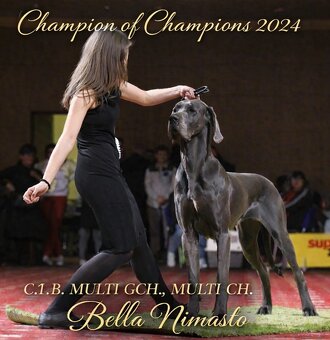 Niebieski dog niemiecki 💙🐾 o doskonałym rodowodzie - 10