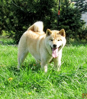 Shiba Inu, dziesięciomiesięczny, czerwony piesek - 10
