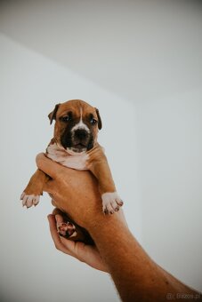 Szczenięta amstaff - 10