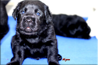 Labrador retriever czarne szczenięta - 10