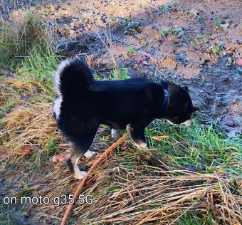 Shiba Inu, roczna suczka, czarna-podpalana - 10