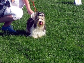 York Biewer - cudna suczka po sprawdzonych przodkach. - 10