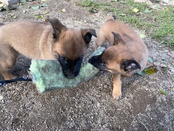 Owczarek belgijski - 10