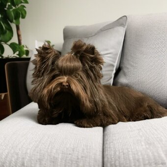 York Czekoladowa Barbi z Bajki. Dokumenty. Hodowla z Bajki. - 10