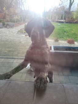 Szczeniaki wyżeł niemiecki - 10