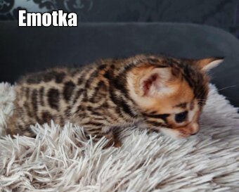 Kotka bengalskie z rodowodem - 10