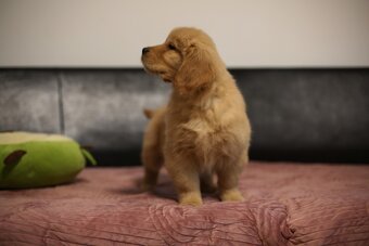 GOLDEN RETRIEVER-złote, ZKwP/FCI, typ amerykański - 10