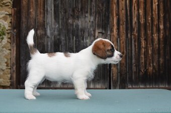 Jack Russell Terier  FCI s PP - 10