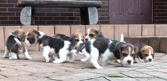 Beagle / Bigle - szczenięta rodowodowe ZKwP / FCI po Champio - 10
