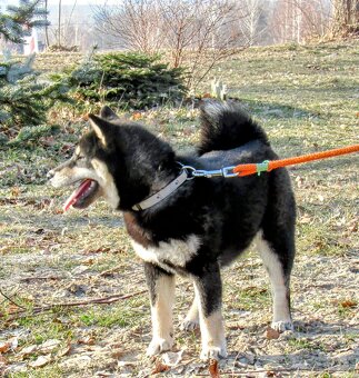 Shiba Inu, dziesięciomiesięczna suczka, czarna-podpalana - 10
