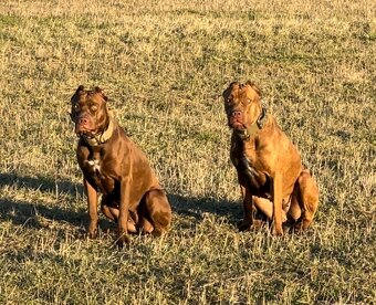 Szczeniaki Bandogi s rodokmenom VIP BANDOG KENNELS - 10