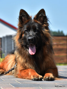 Owczarek niemiecki długowłosy ZKwP FCI - 10