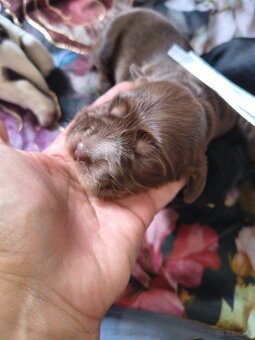 Szczeniak cocker spaniel angielski - 10