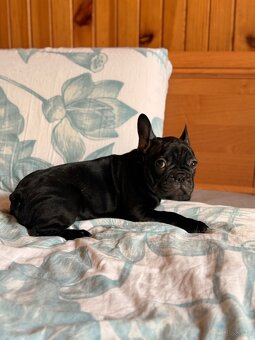 Buldog francuski gotowe do odbioru - 10
