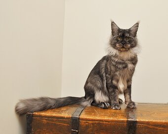 Śliczny kocurek Maine Coon - 10