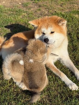 Akita Inu akita japońska szczenięta - 10