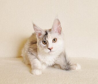 Przepiękna koteczka Maine Coon - 10