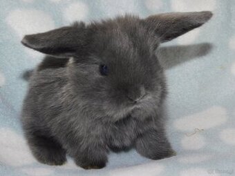 Cudne baranki niebieskie mini lop - 10