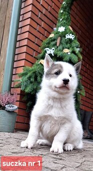 Szczeniaki Łajka zachodnio-syberyjska ZKwP FCI - 10