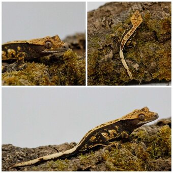Gekony orzęsione (ciliatus) + akcesoria GeckoSVK - 10