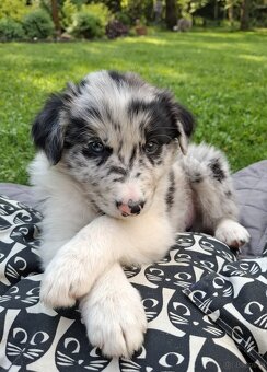 Border Collie czarno biała i Blue Merle - 10