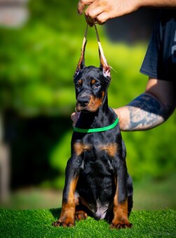 KUPIOWANE SZCZENIĘTA DOBERMANA Z RODOWODEM FCI - 10