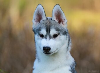 Siberian Husky ZKwP - 10