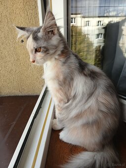 Maine coon - 10