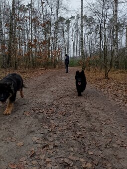 Owczarek niemiecki długowłosy - 10