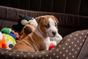 Szczenięta amstaff - 10