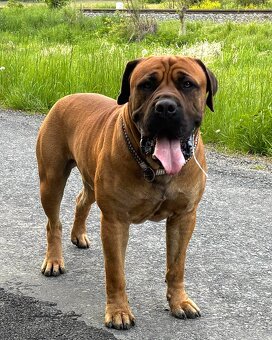 Boerboel - Szczeniak s rodowod FCI - 10