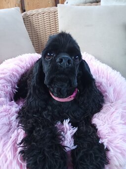 Cocker spaniel american/PP fci - 10