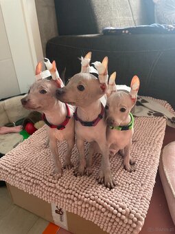 Peruwiański Pies bezwłosy - OSTATNI WOLNY PIES - 10