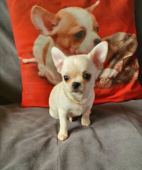 Chihuahua śliczne białe pieski - 10