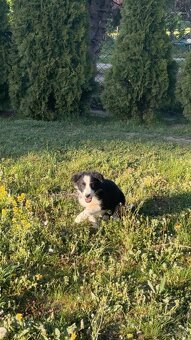 Piesek Border Collie - 10