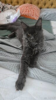 Maine coon - 10